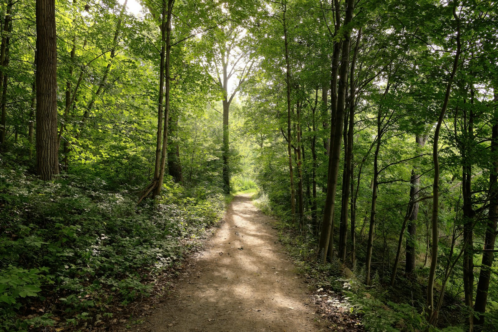 A sun-dappled path winding through a green forest